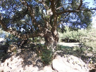 Sughereta di Villasmundo